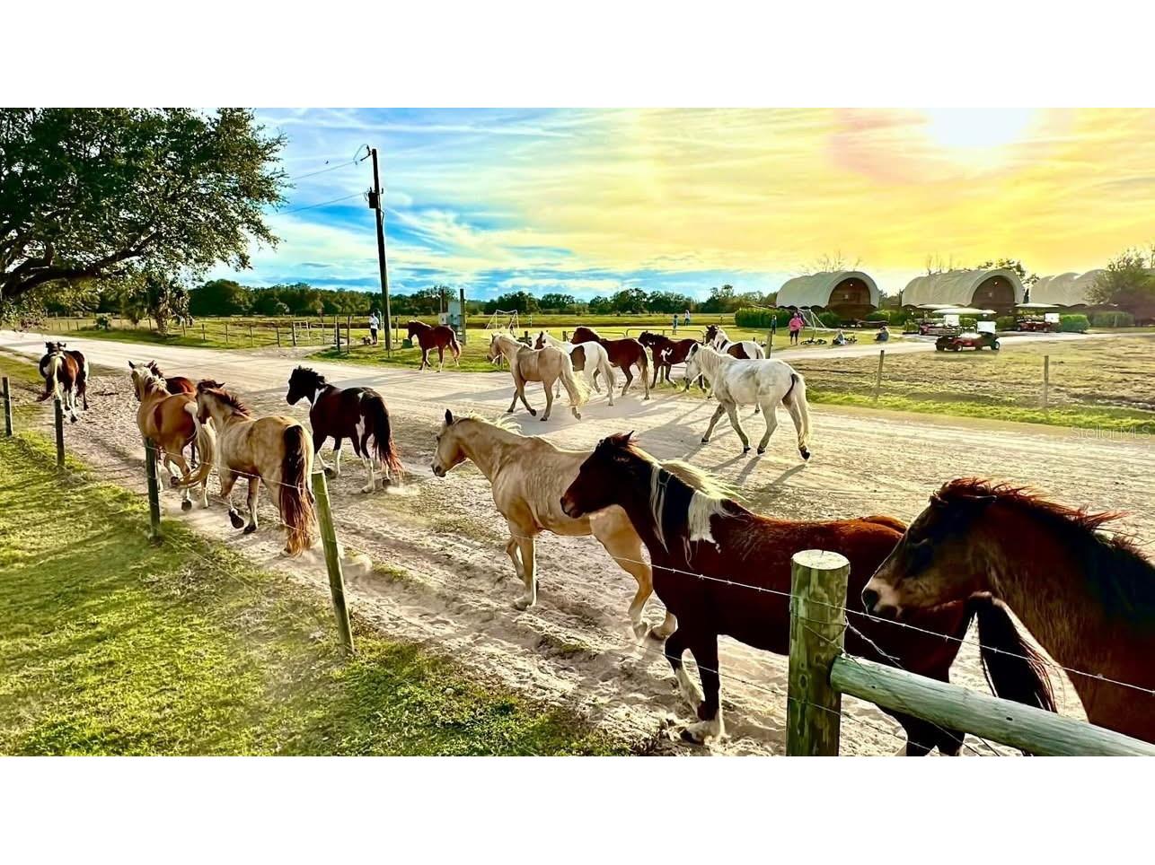 231 Stallion Lane River Ranch FL 33867 TB8457369 image16