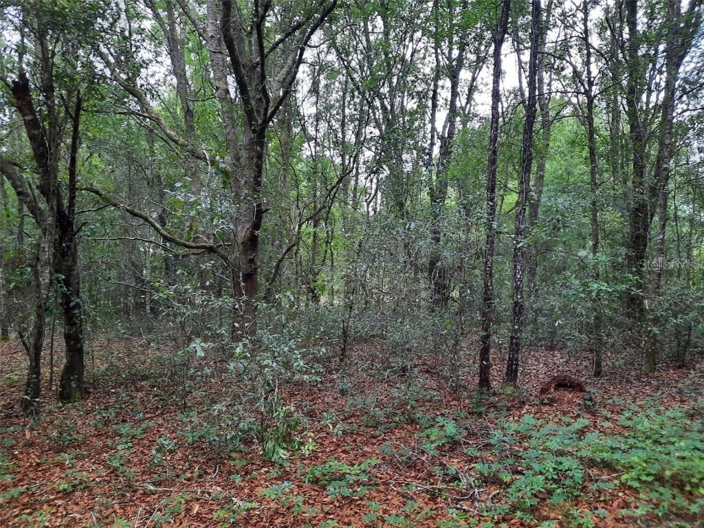 2311 Tyler Street Inverness FL 34453 U8208532 image1