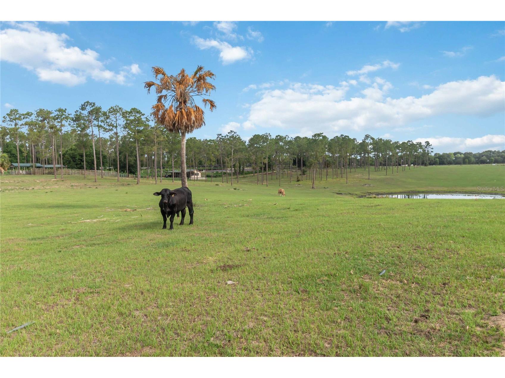 23175 N Buckhill Road Howey In The Hills FL 34737 O6408786 image19