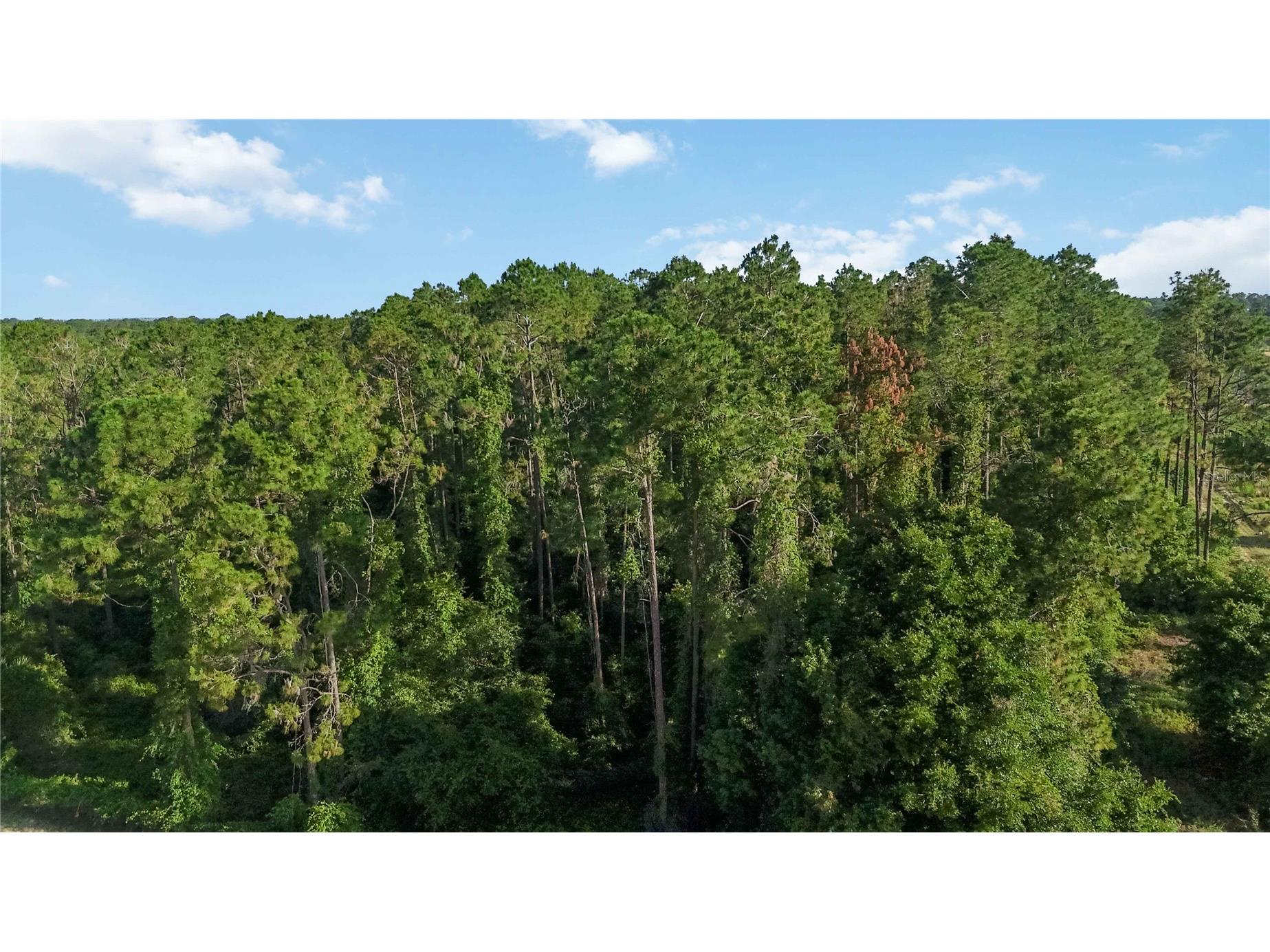 23175 N Buckhill Road Howey In The Hills FL 34737 O6408786 image5