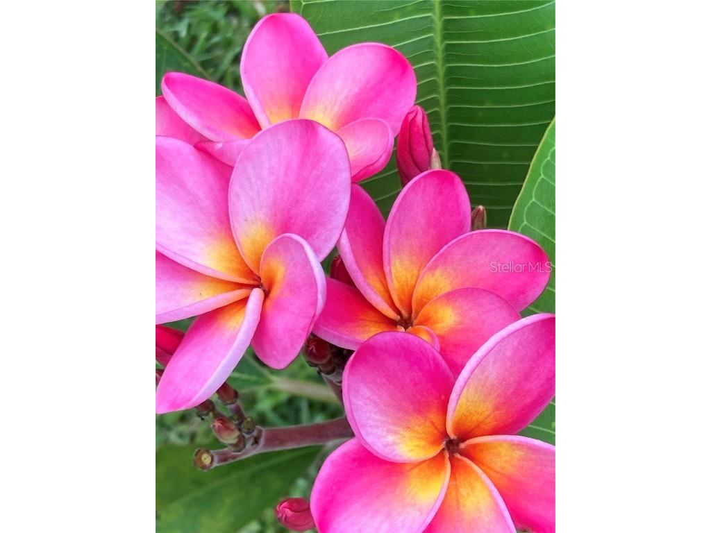 232 Darst Avenue Punta Gorda FL 33950 C7512063 image94