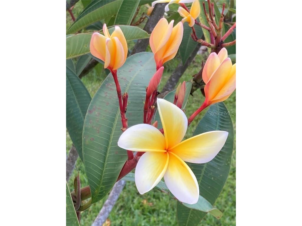 232 Darst Avenue Punta Gorda FL 33950 C7512063 image95