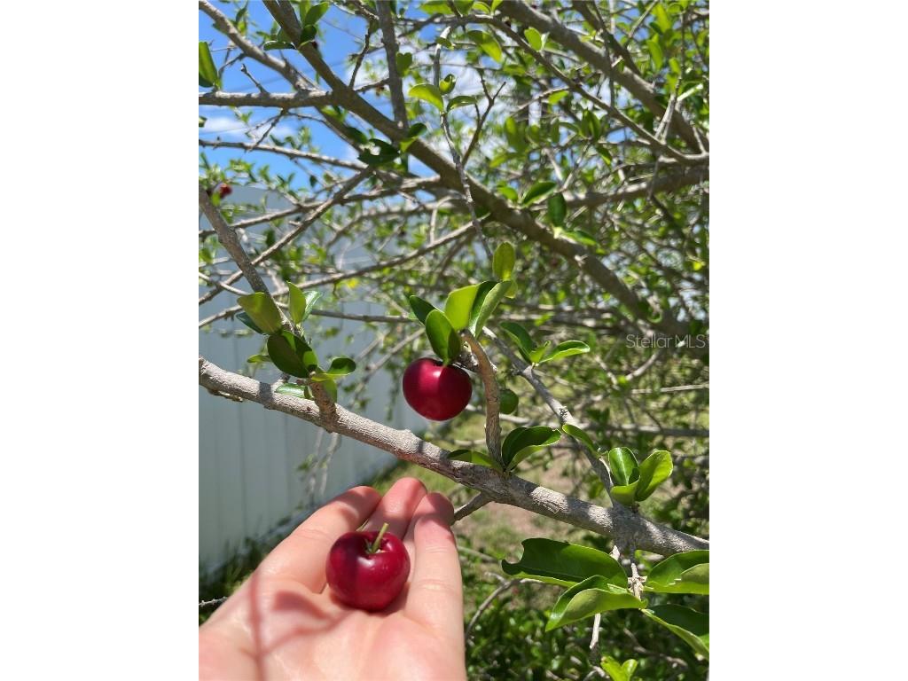 2321 Dallas Street Port Charlotte FL 33952 C7509357 image36