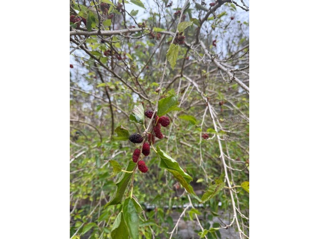 23216 NE 35th Avenue Melrose FL 32666 GC533542 image20