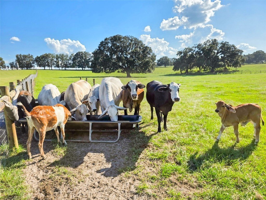 23220 Nw 27th St Morriston FL 32668 OM710235 image32