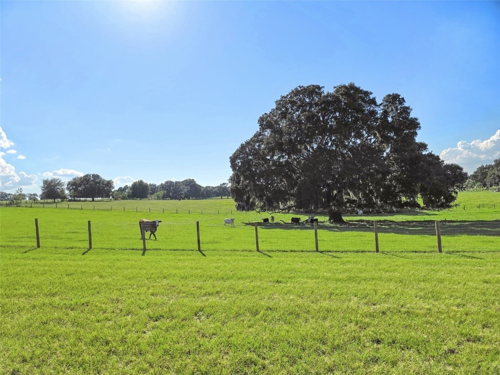 23220 Nw 27th St Morriston FL 32668 OM710235 image33