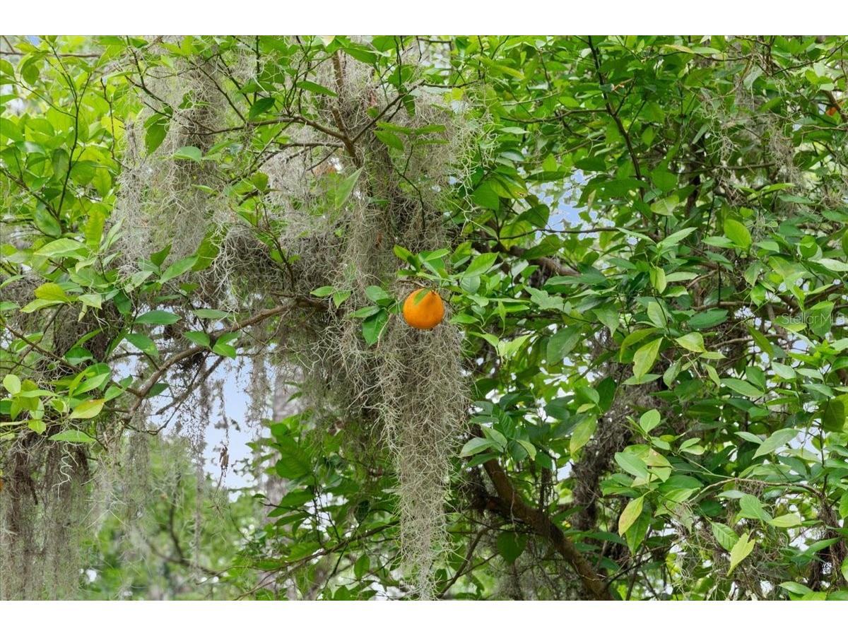 23363 NW 191st Avenue High Springs FL 32643 GC540834 image27