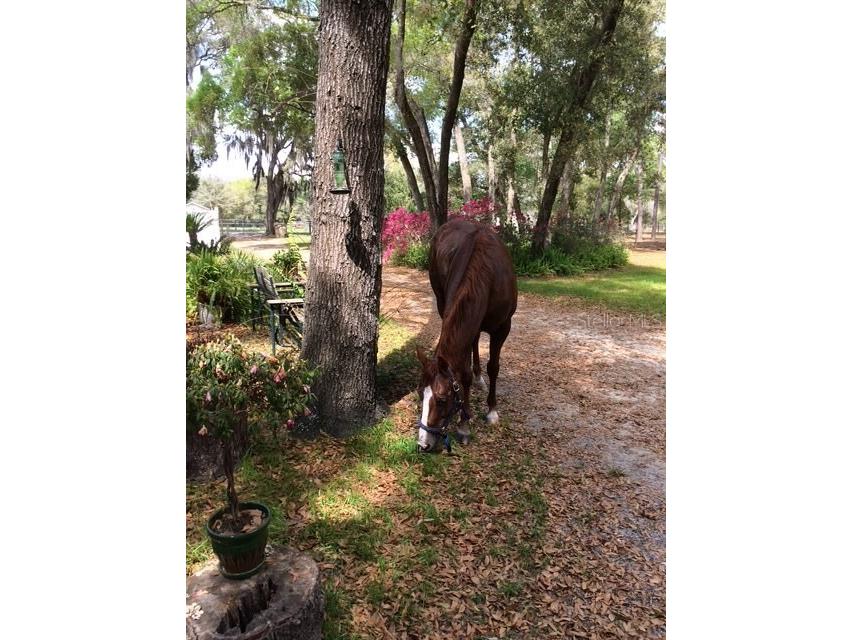 23404 Hobdy Road Sorrento FL 32776 O6387107 image51