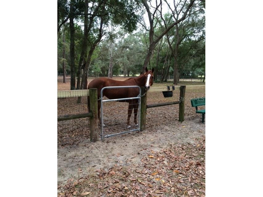 23404 Hobdy Road Sorrento FL 32776 O6387107 image52