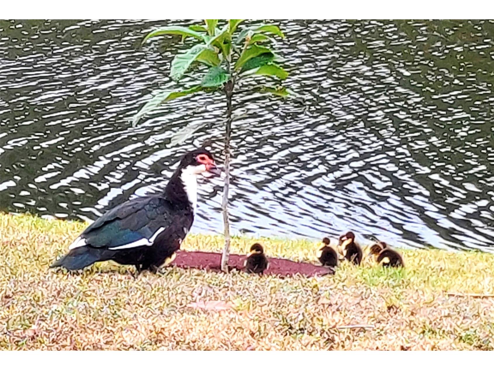 2351 Easy Street Port Charlotte FL 33952 C7519646 image44