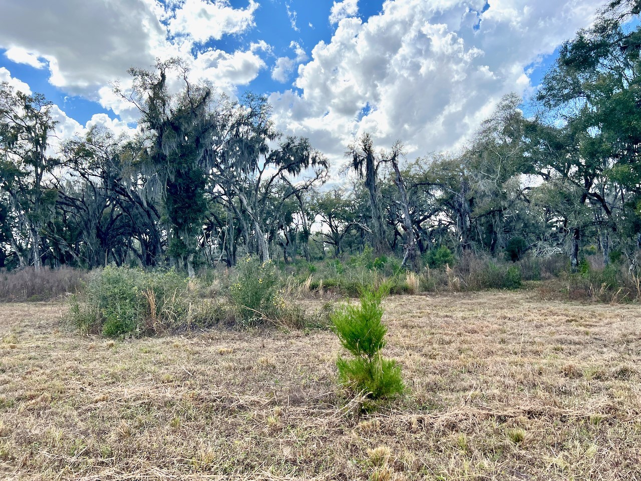 2351 NE Highway 41 Williston FL 32696 OM719626 image12