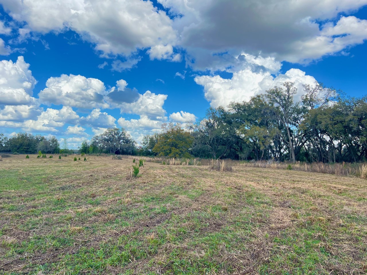 2351 NE Highway 41 Williston FL 32696 OM719626 image13