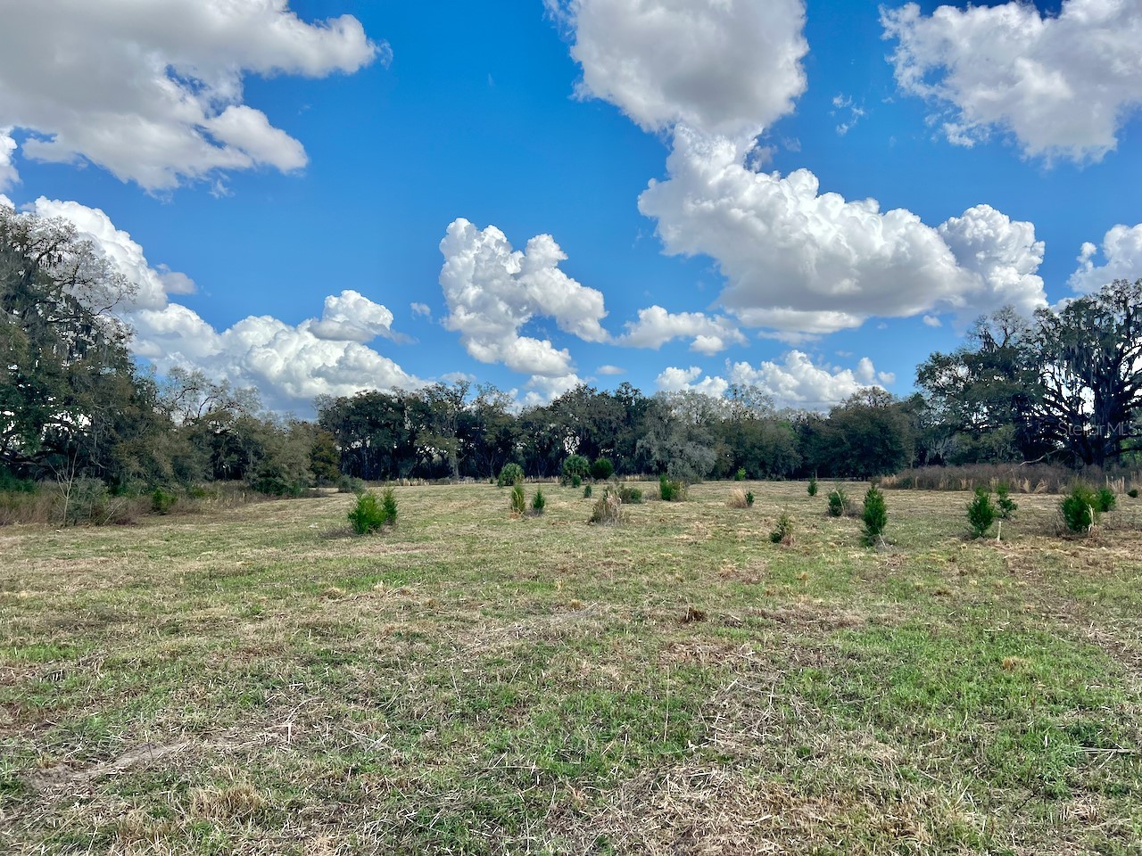 2351 NE Highway 41 Williston FL 32696 OM719626 image14