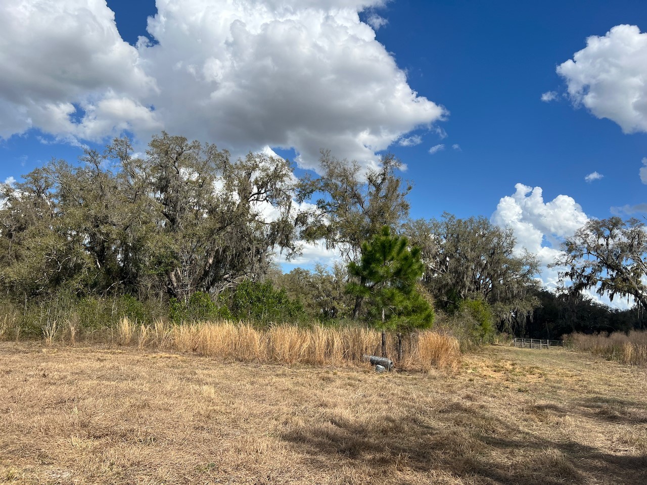 2351 NE Highway 41 Williston FL 32696 OM719626 image17