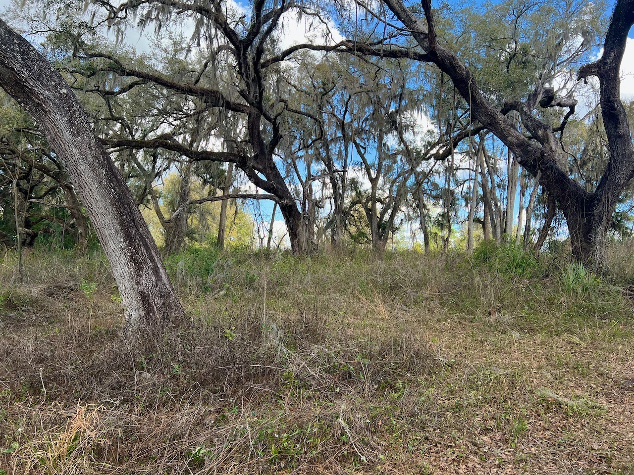 2351 NE Highway 41 Williston FL 32696 OM719626 image7