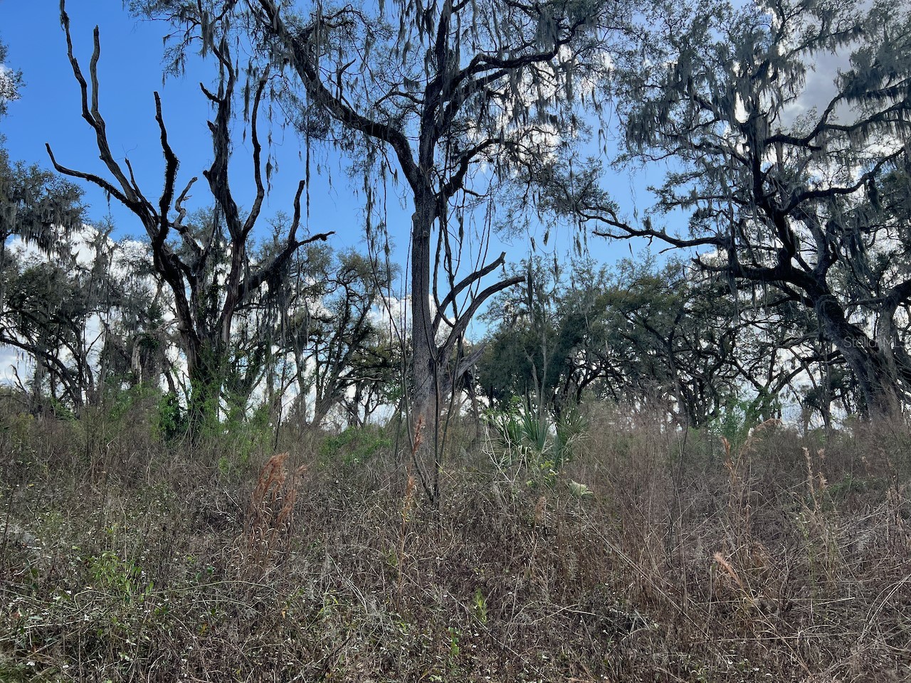 2351 NE Highway 41 Williston FL 32696 OM719626 image8