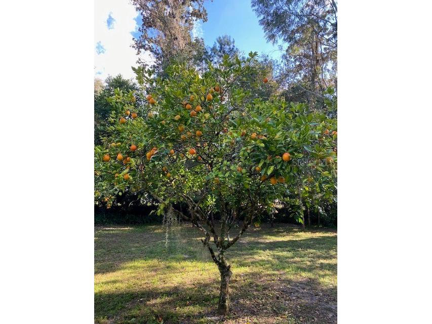 237 Cortez Avenue De Leon Springs FL 32130 O6353046 image43