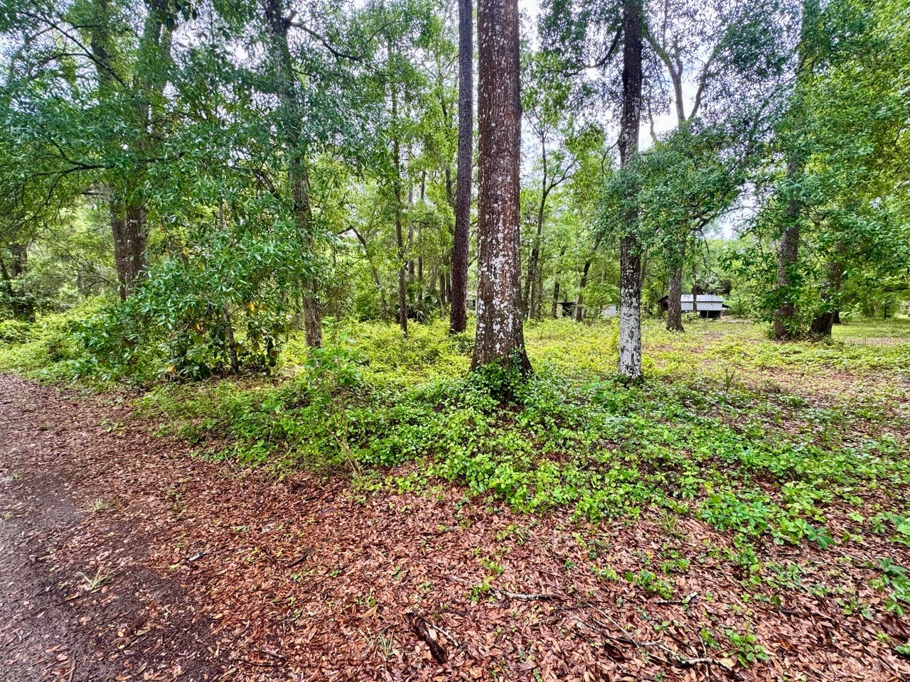 23714 NE 119th Place Salt Springs FL 32134 OM722051 image2