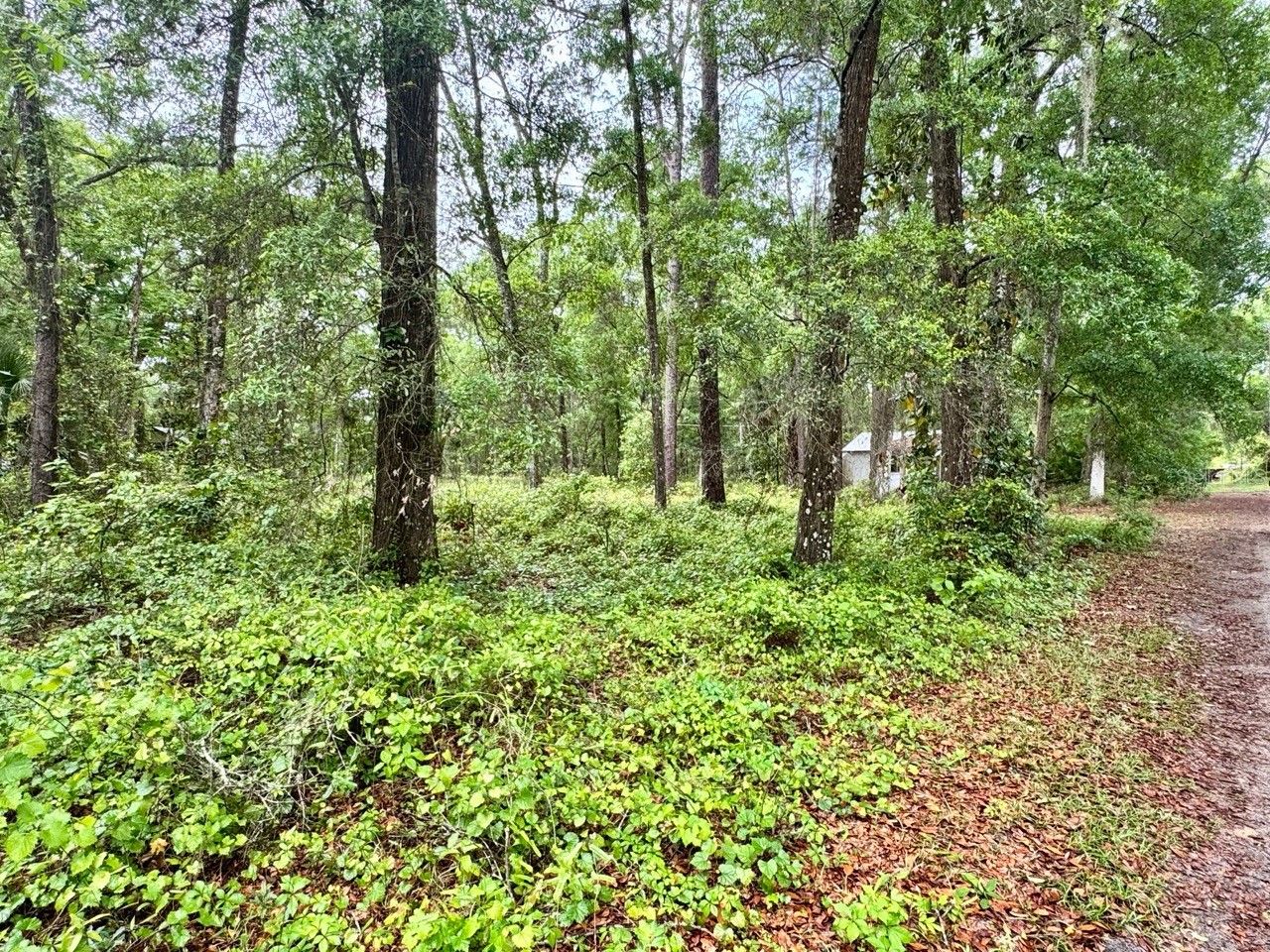 23714 NE 119th Place Salt Springs FL 32134 OM722051 image3