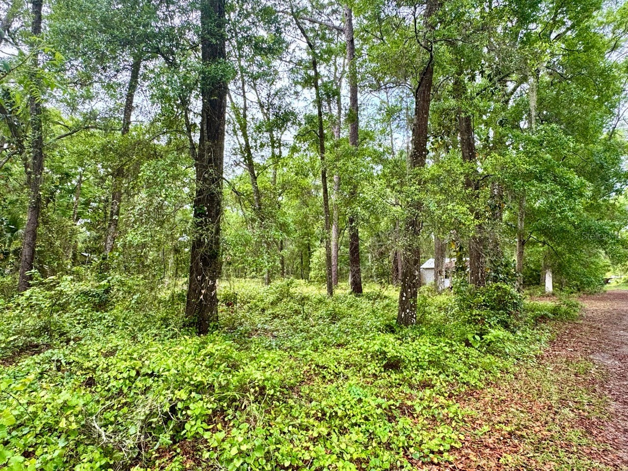 23714 NE 119th Place Salt Springs FL 32134 OM722051 image4