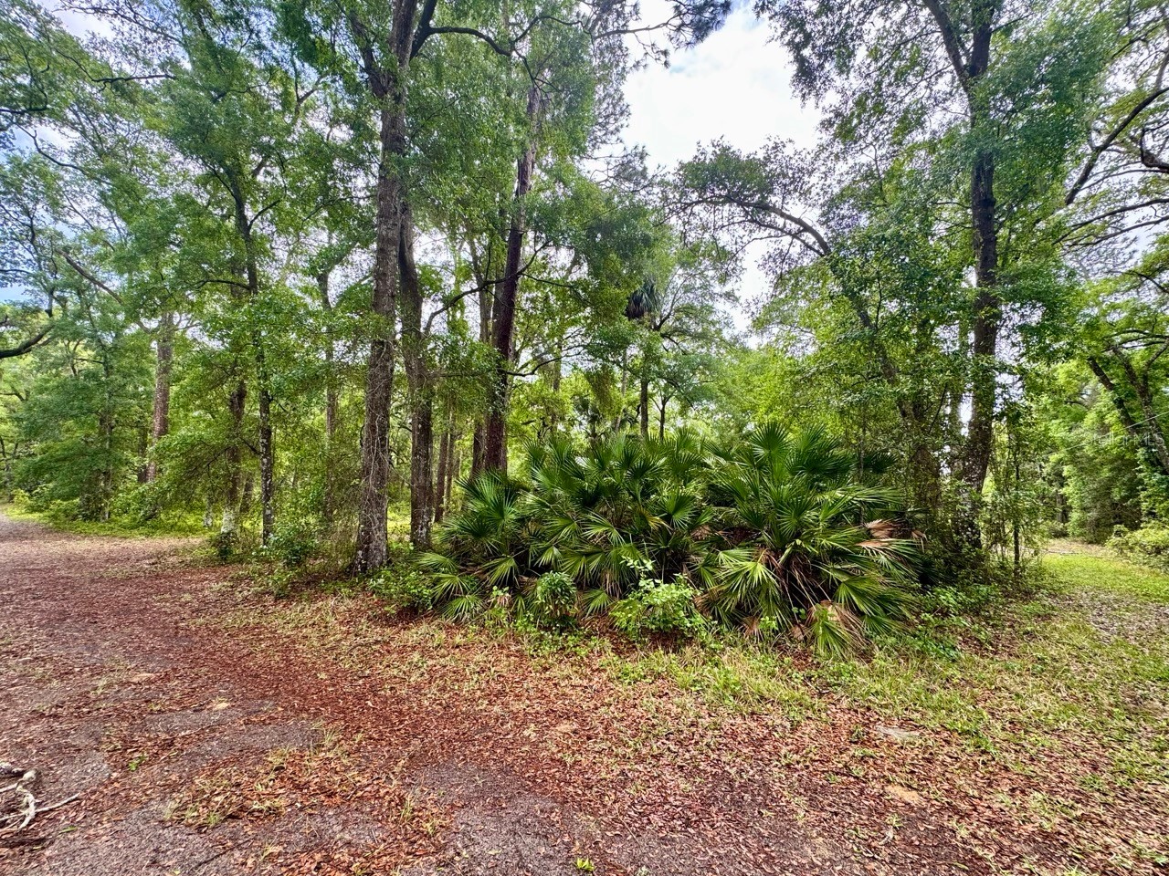 23714 NE 119th Place Salt Springs FL 32134 OM722051 image5