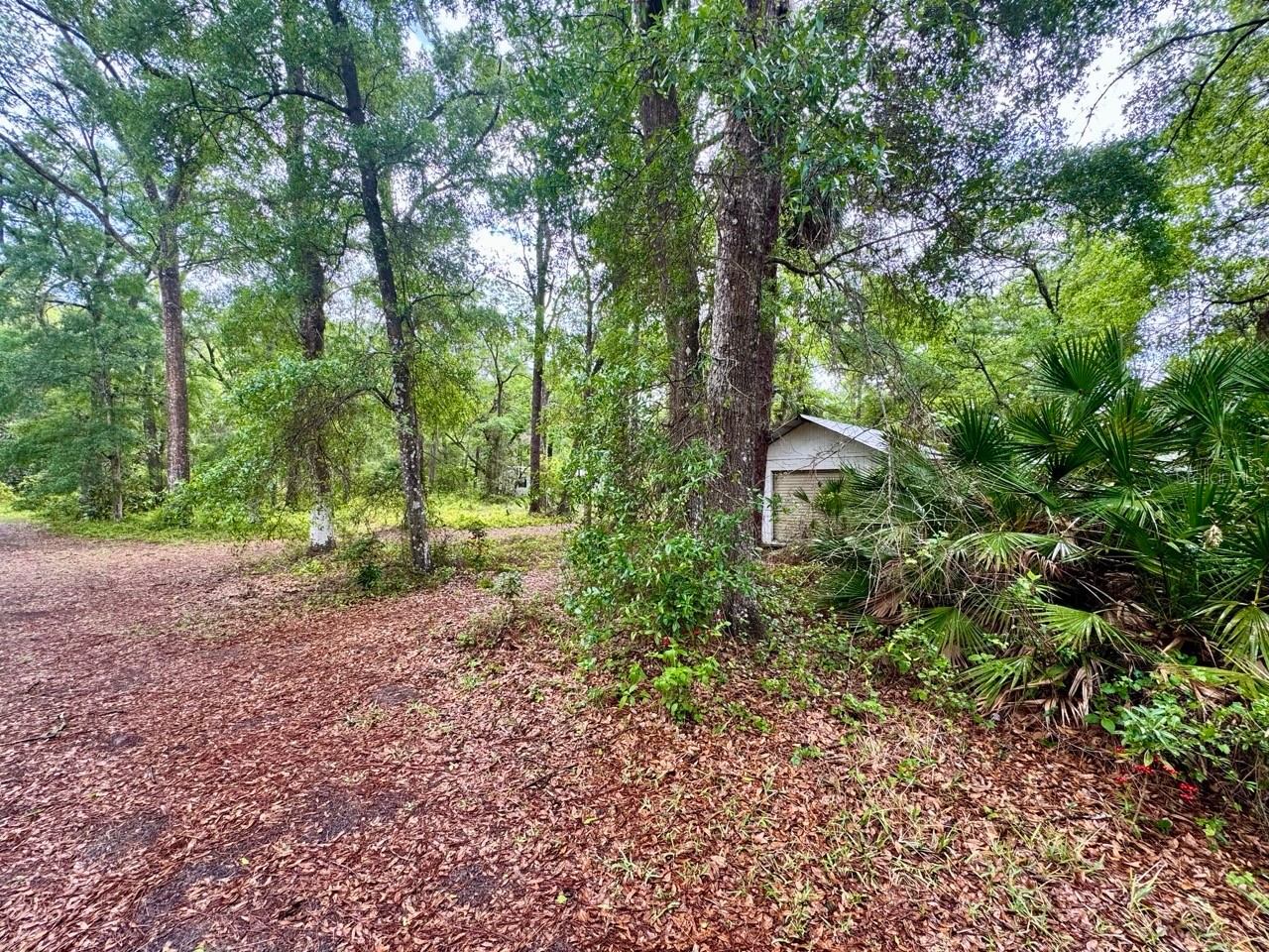 23714 NE 119th Place Salt Springs FL 32134 OM722051 image6