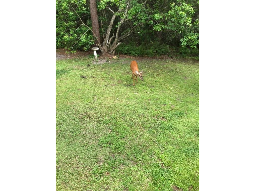 2380 Shepherd Avenue Saint Cloud FL 34771 O6329885 image13