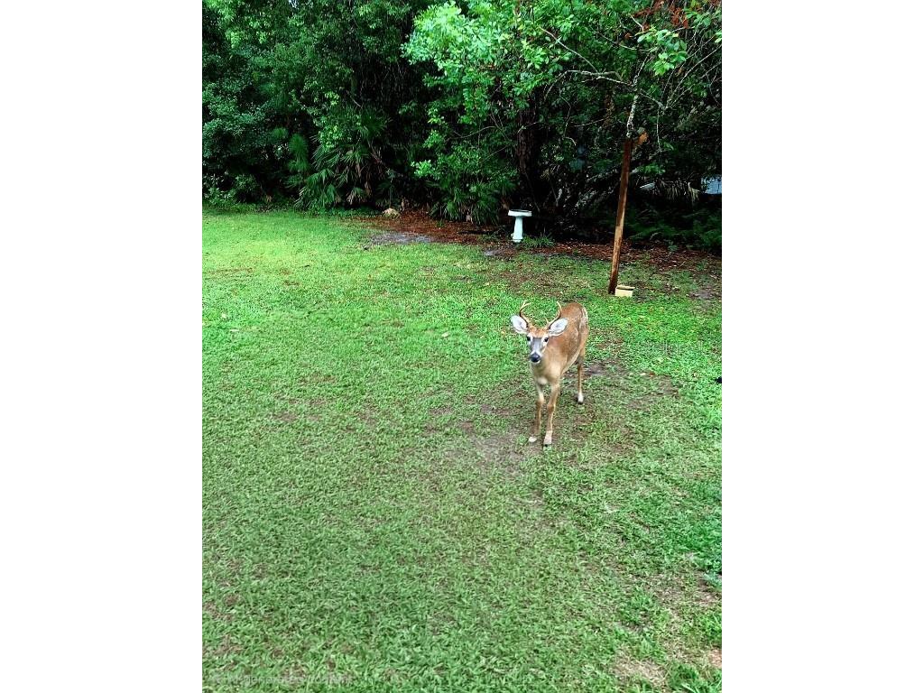 2380 Shepherd Avenue Saint Cloud FL 34771 O6329885 image14