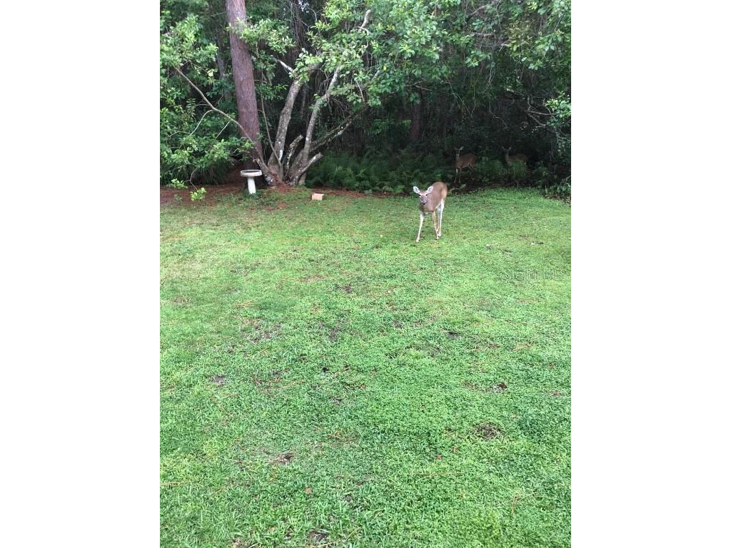 2380 Shepherd Avenue Saint Cloud FL 34771 O6342207 image12