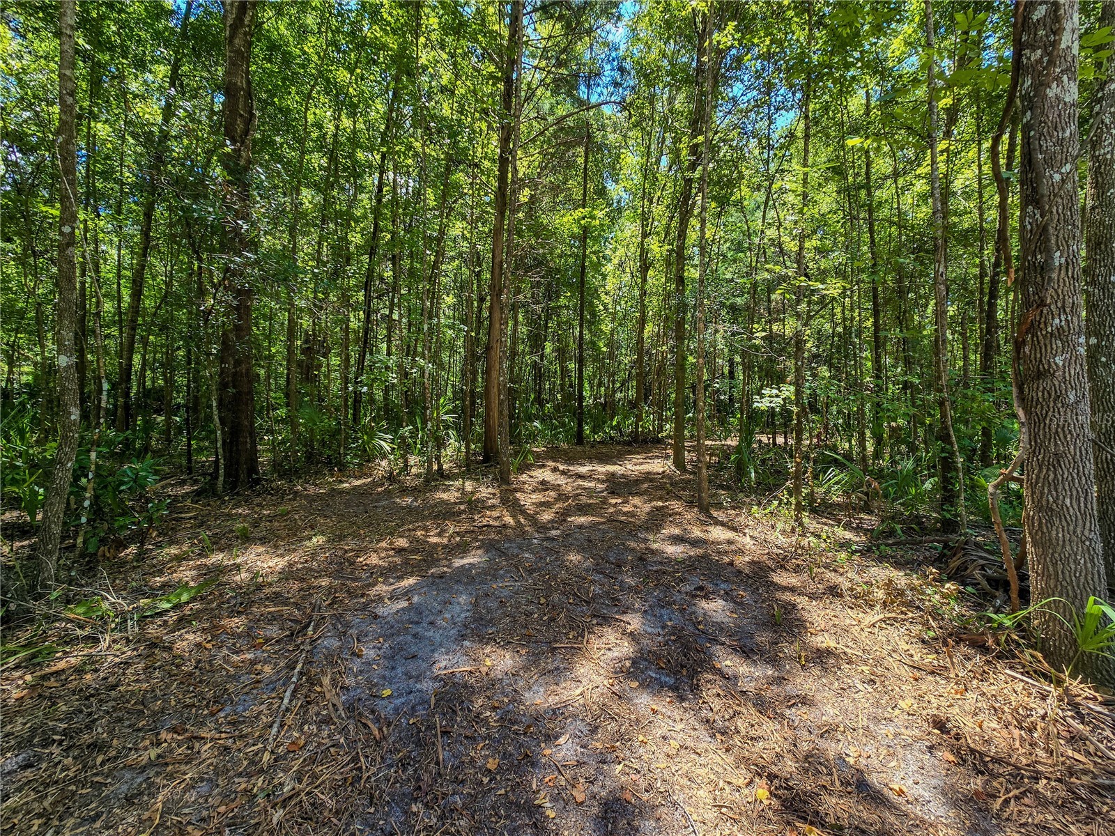 2381 N Jennifer Terrace Inverness FL 34453 OM724232 image1