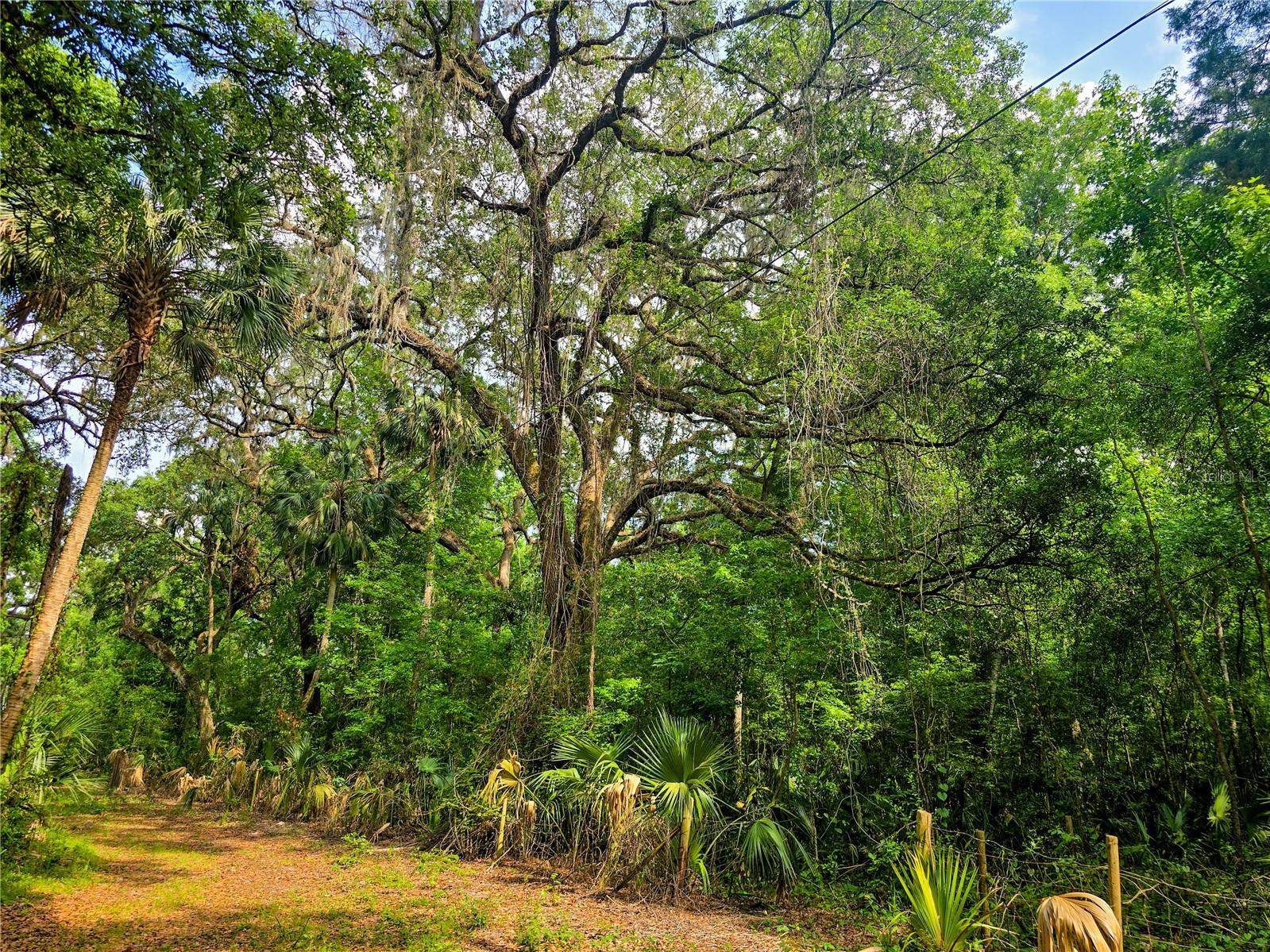 2381 N Jennifer Terrace Inverness FL 34453 OM724232 image17