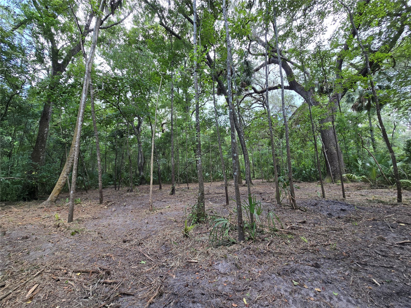 2381 N Junglecamp Road Inverness FL 34453 OM727981 image10