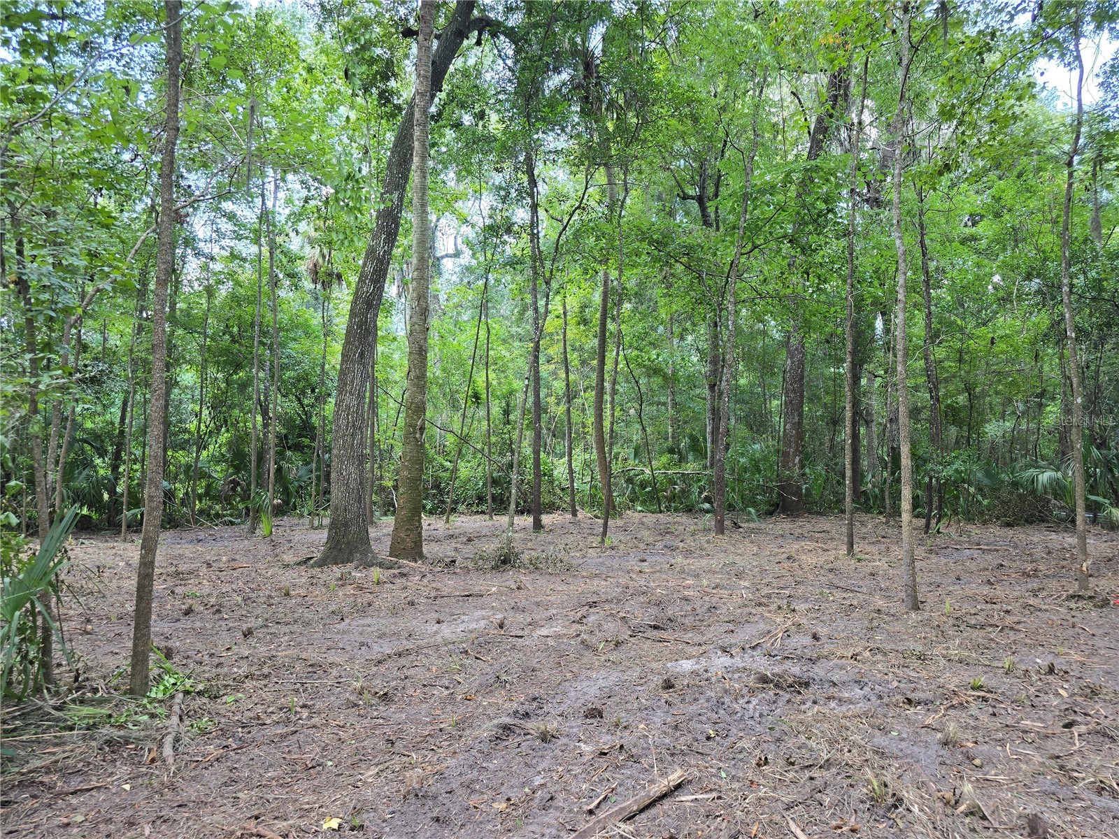 2381 N Junglecamp Road Inverness FL 34453 OM727981 image5