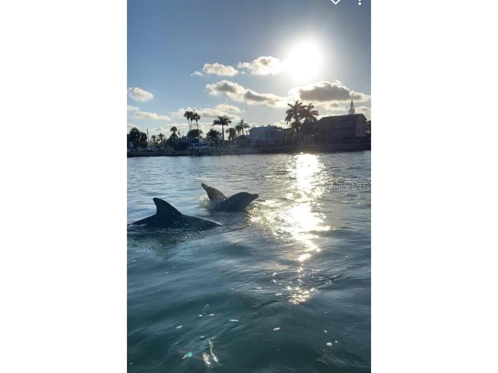 2387 Hanover Drive #2387 Dunedin FL 34698 TB8373565 image85