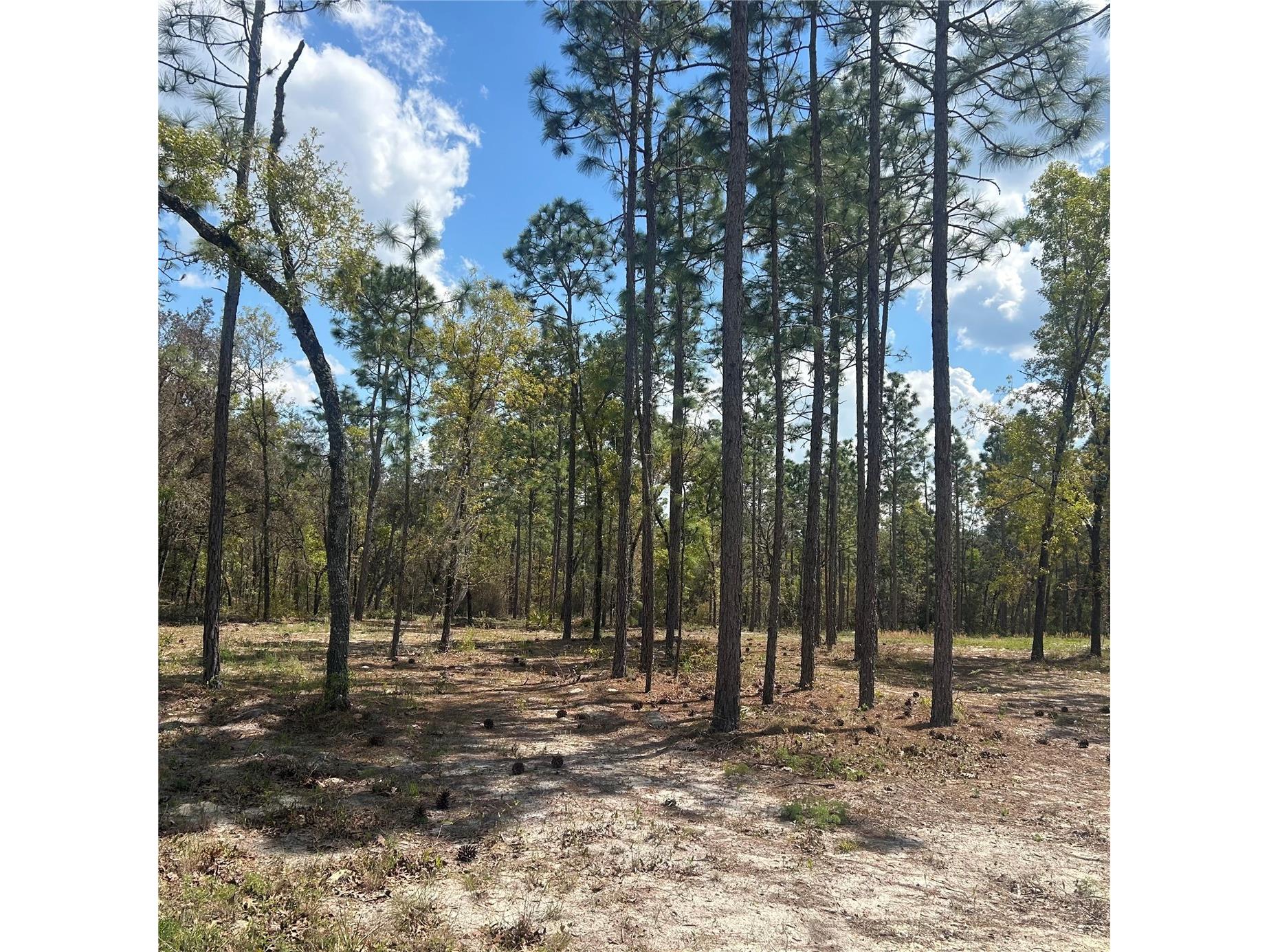 2395 NW 81st Avenue Wildwood FL 34785 G5108925 image13