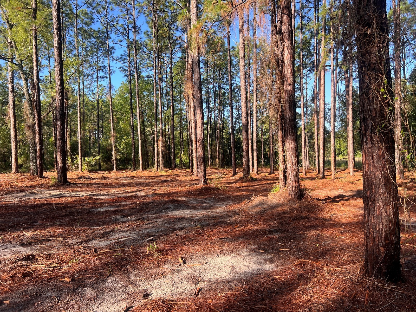 24 SE 130 Court Dunnellon FL 34431 OM721450 image16