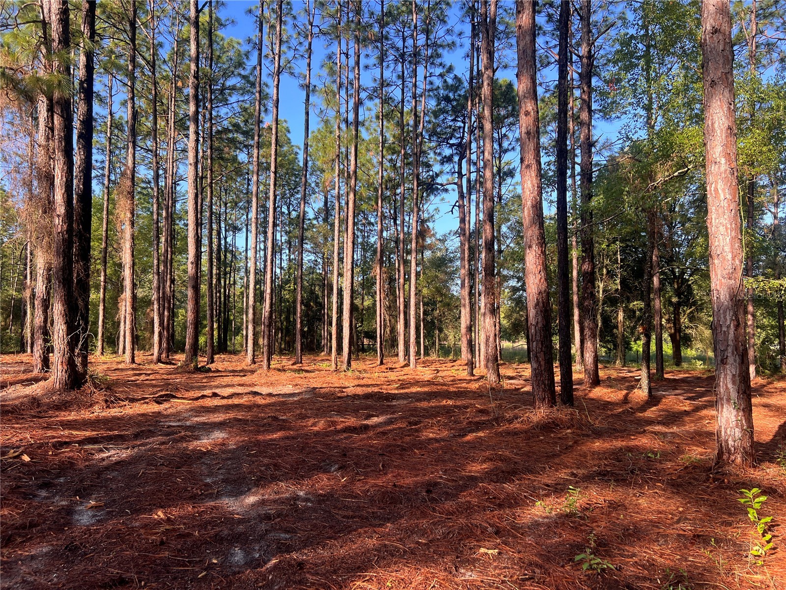 24 SE 130 Court Dunnellon FL 34431 OM721450 image18