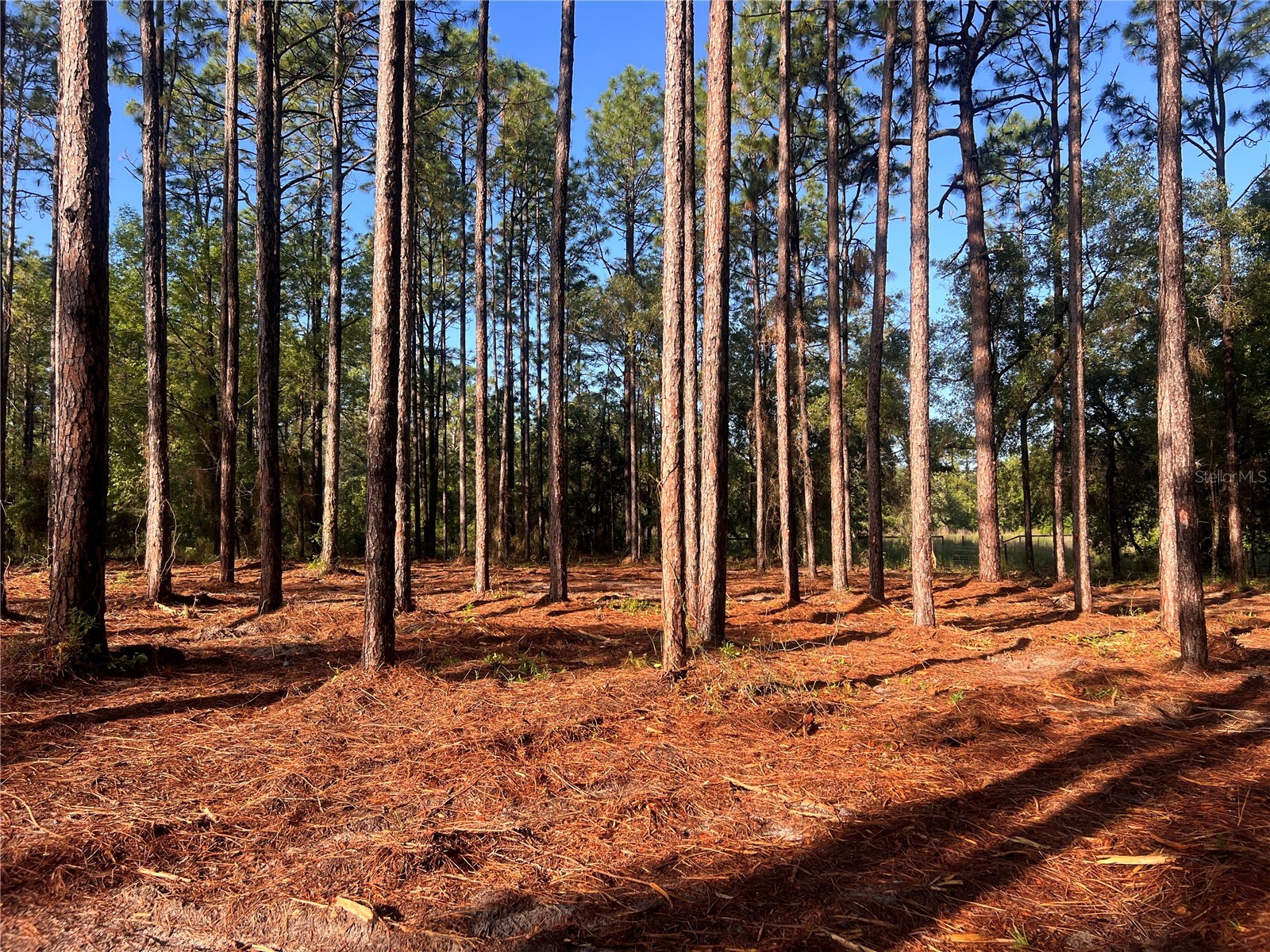 24 SE 130 Court Dunnellon FL 34431 OM721450 image19