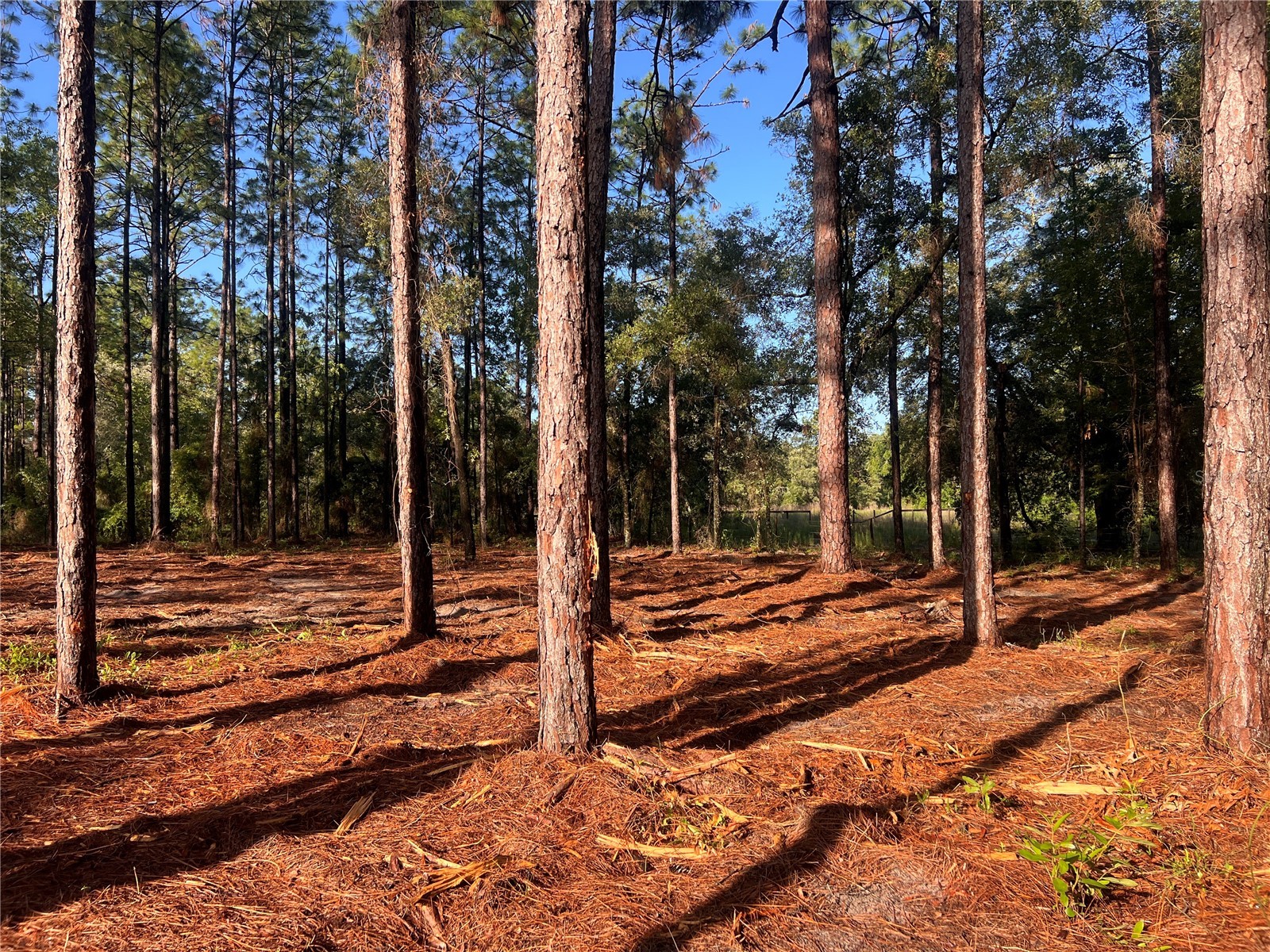 24 SE 130 Court Dunnellon FL 34431 OM721450 image21