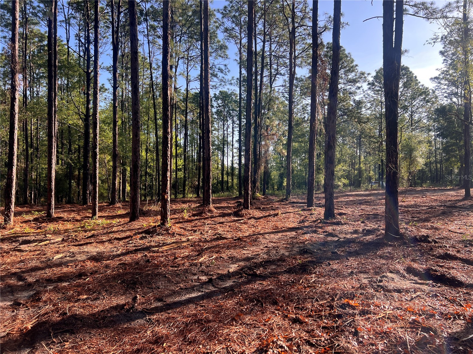 24 SE 130 Court Dunnellon FL 34431 OM721450 image22