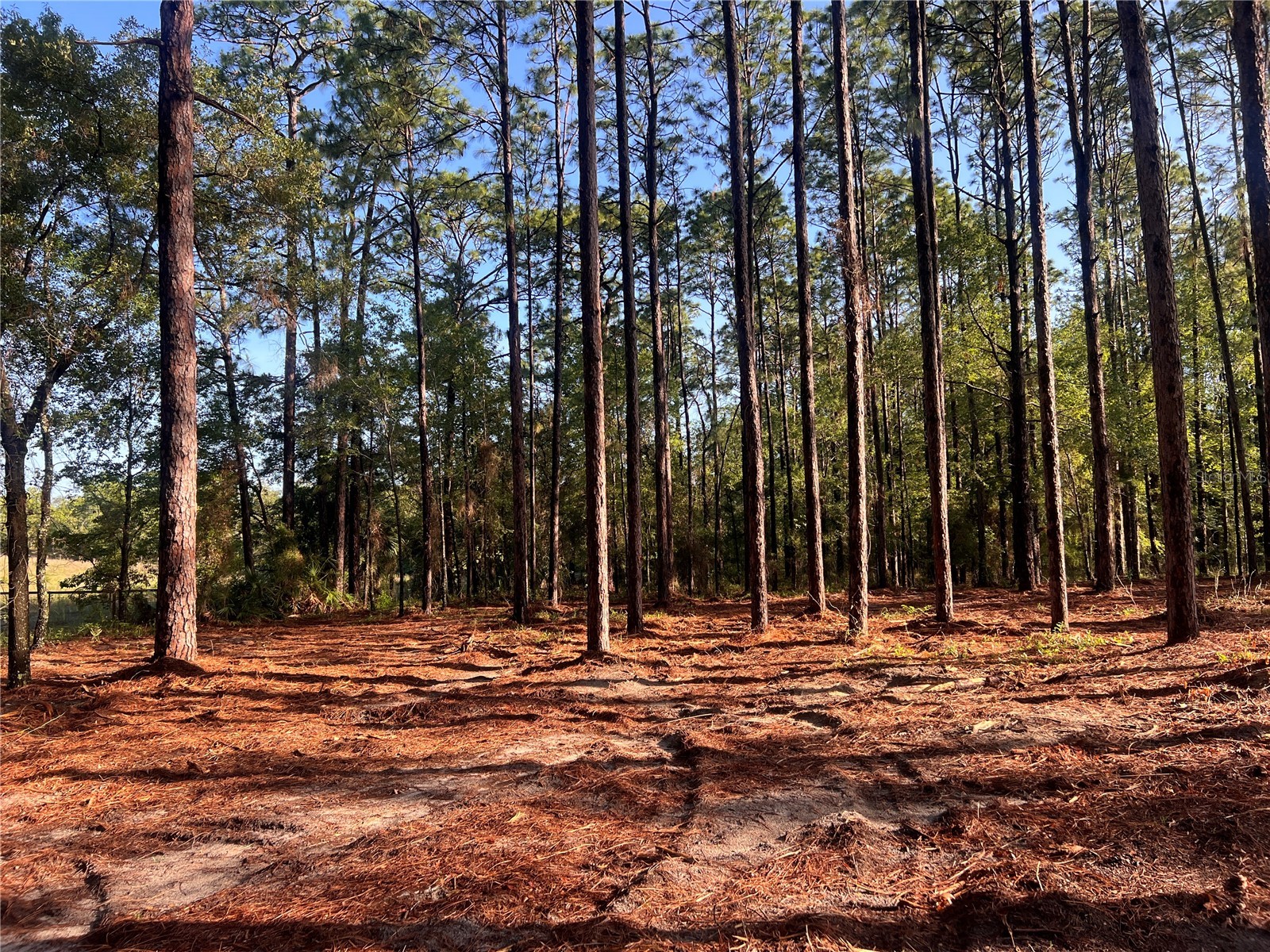 24 SE 130 Court Dunnellon FL 34431 OM721450 image23