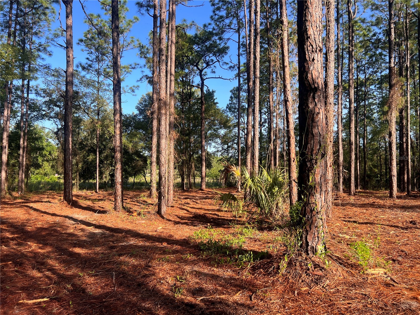 24 SE 130 Court Dunnellon FL 34431 OM721450 image3
