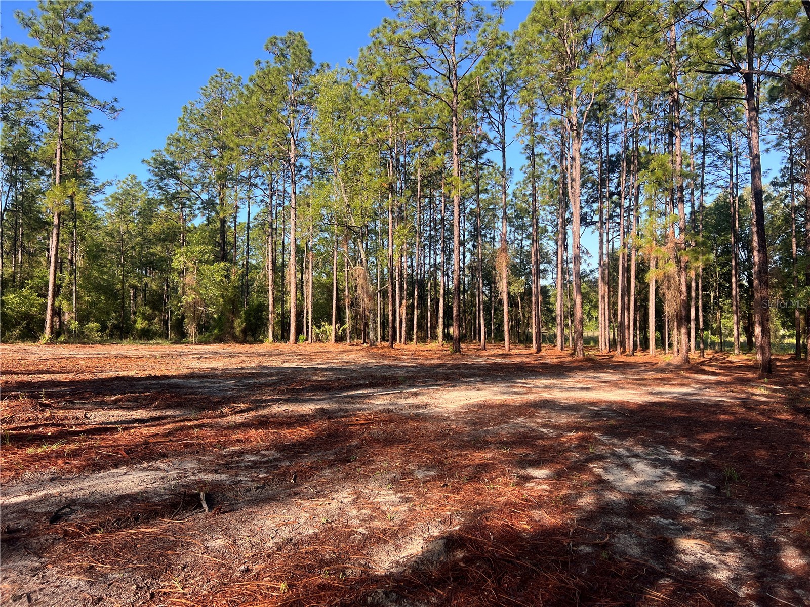 24 SE 130 Court Dunnellon FL 34431 OM721450 image4