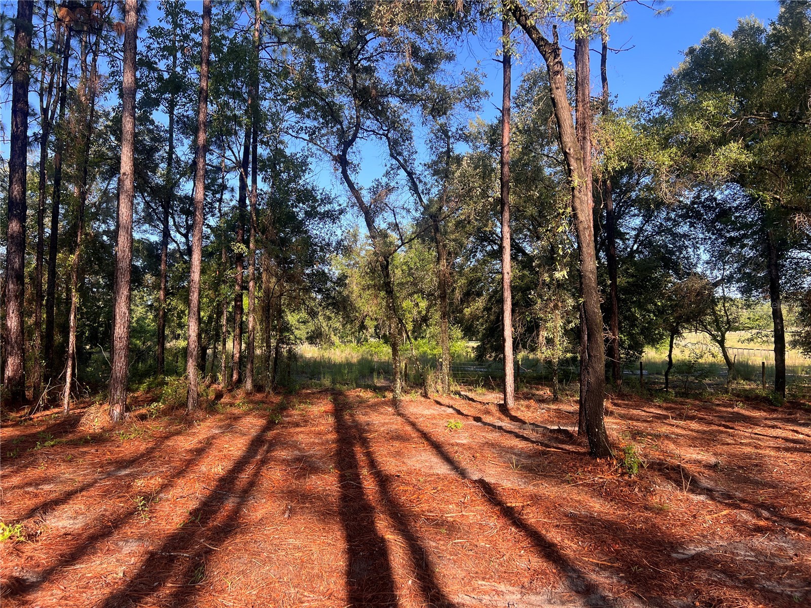 24 SE 130 Court Dunnellon FL 34431 OM721450 image5