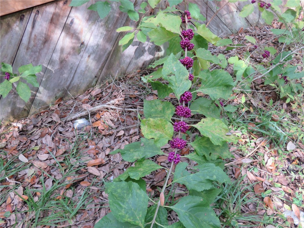 240 SE 165th Court Road Silver Springs FL 34488 - Owen OM714044 image34