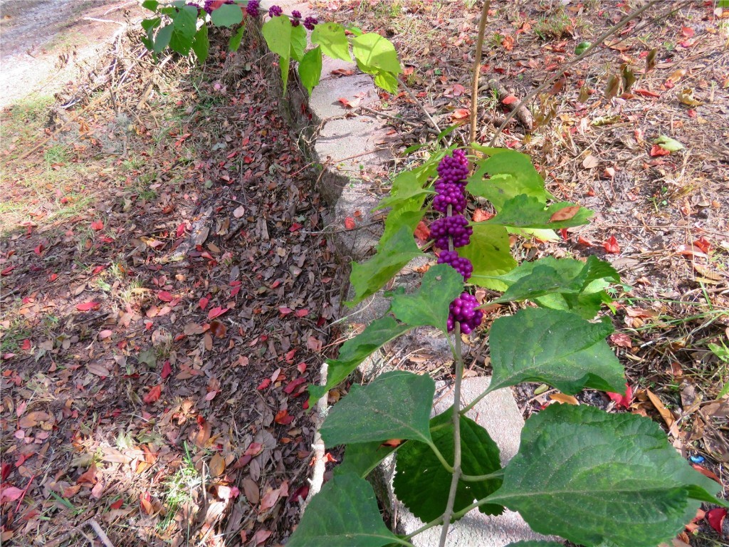 240 SE 165th Court Road Silver Springs FL 34488 - Owen OM714044 image50