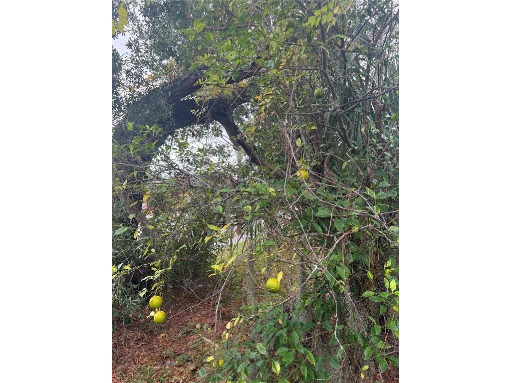 240 Washington Place Ormond Beach FL 32174 O6341288 image17