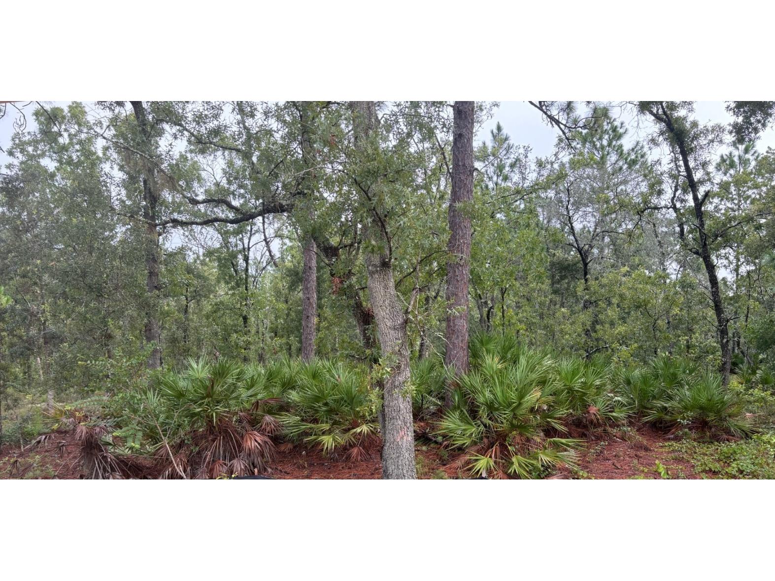 2400 W Tall Oaks Drive Beverly Hills FL 34465 OM682957 image4