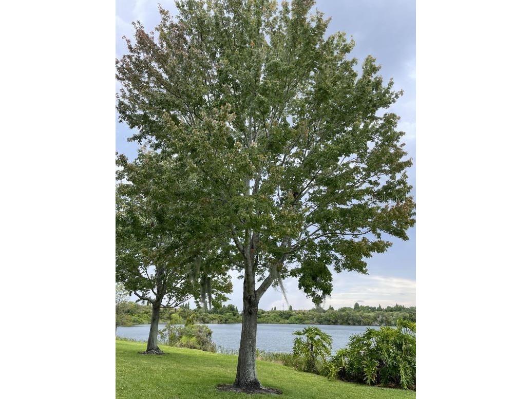 2401 Lexington Oak Drive Brandon FL 33511 NS1088598 image13