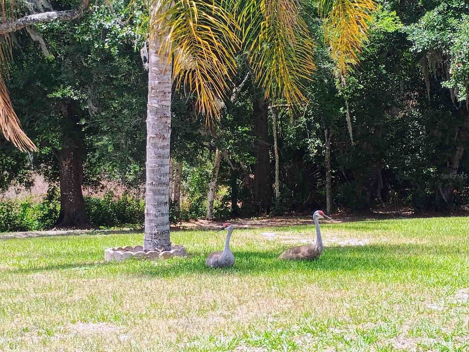 2401 Tangerine Hill Court Lutz FL 33549 TB8511479 image51